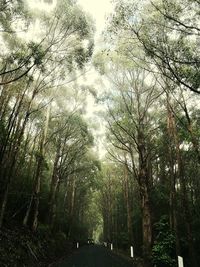 Low angle view of trees in forest against sky