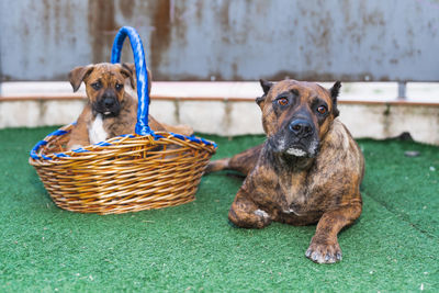 Spanish alano puppy inside a wicker basket and next to his mother in the grass