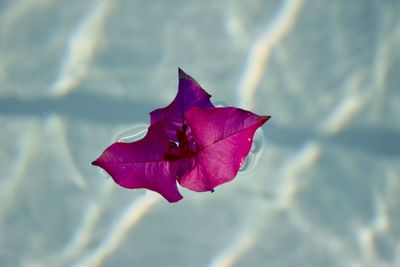 Close-up of maple leaf floating on water