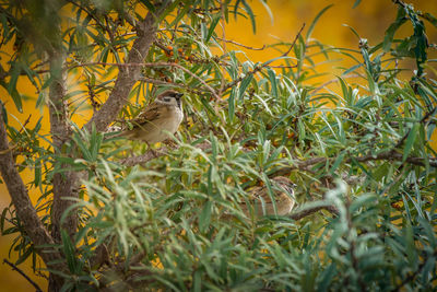 Side view of a bird perched on branch