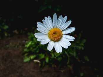 Close-up of white daisy flower