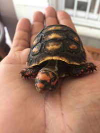 Close-up of hand holding crab