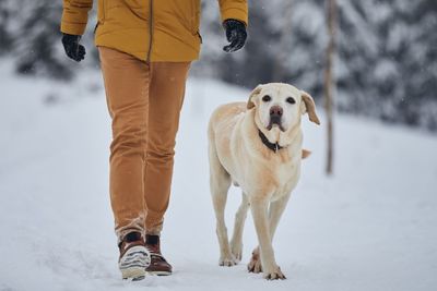 Low section of man with dog walking in snow