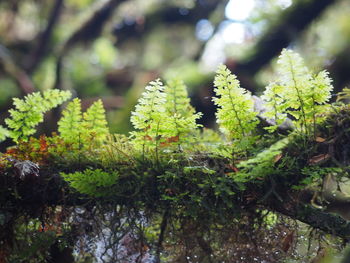 Close-up of plant growing on tree