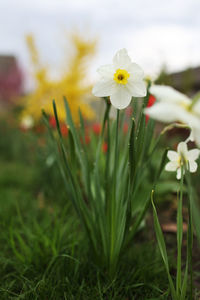 Close-up of white flowering plant on field