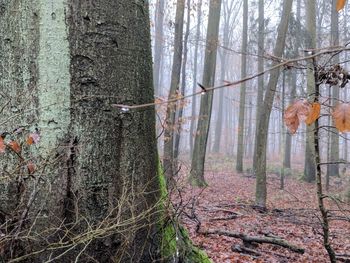 Trees in forest