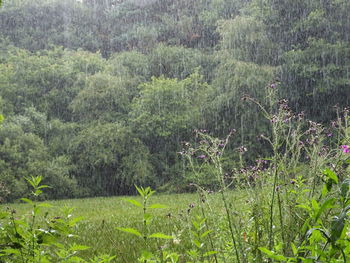 Plants growing on field