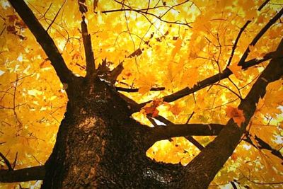 Autumnal leaves on tree trunk