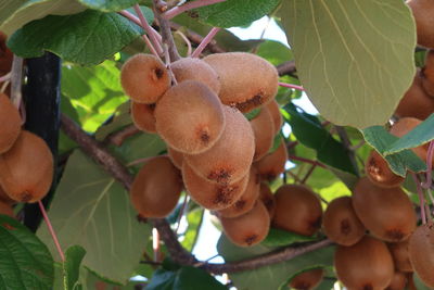 Close-up of fruits growing on tree