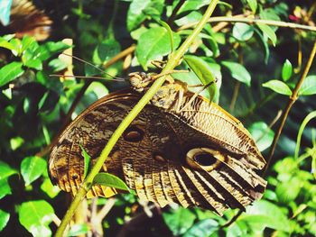 Close-up of butterfly on plant