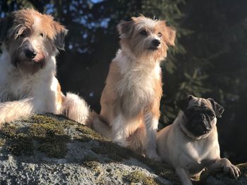 Portrait of dogs sitting outdoors