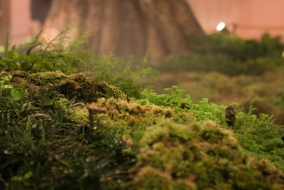 Close-up of moss growing on land