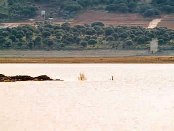 View of birds on beach