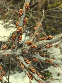 Close-up of pine cone