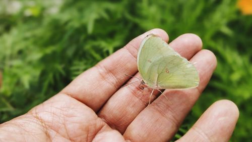 Butterfly on hand