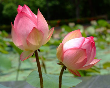 Close-up of pink lotus water lily