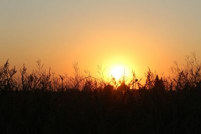 Silhouette plants on field against sky during sunset