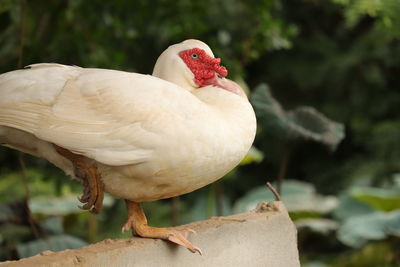 Close-up of bird perching on tree