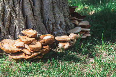 Close-up of mushrooms growing on tree trunk in forest