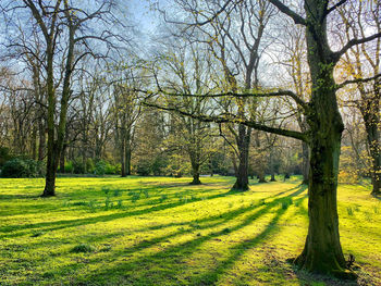 View of trees in forest