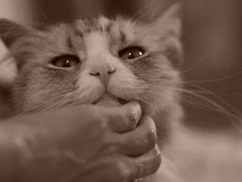 Close-up portrait of a cat