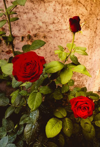 Close-up of rose blooming outdoors