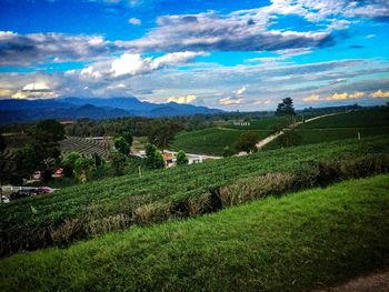 Scenic view of agricultural field against sky