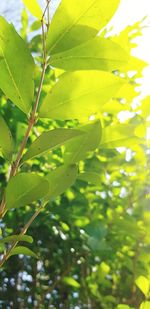 Close-up of leaves against blurred background