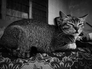 Close-up of a cat resting on bed