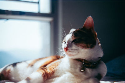 Close-up of cat relaxing at home