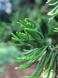 Close-up of green leaf
