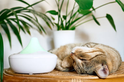 Tabby cat sleeping near home air humidifier or essential oil diffuser cleaning air