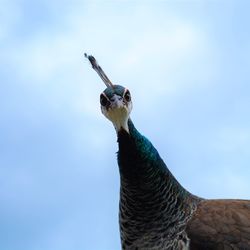 Low angle view of peacock against clear sky