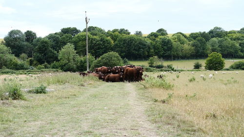View of a horse on field