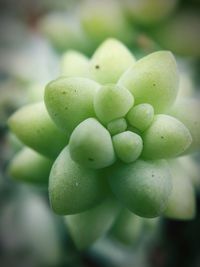 Close-up of fresh green fruit