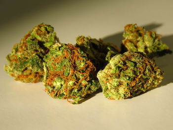 Close-up of fresh green plant against white background