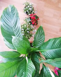 High angle view of flowering plant