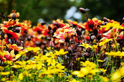 Close-up of insect on yellow flowering plant