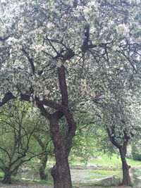 Close-up of tree against sky