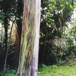 Close-up of tree trunk in forest