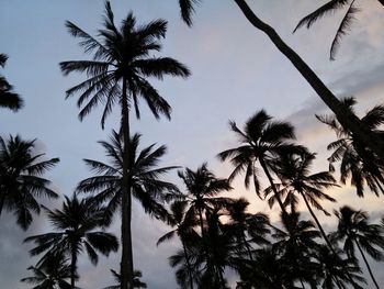 Low angle view of palm trees