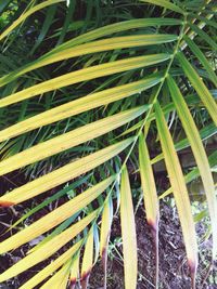 Plants growing on a tree