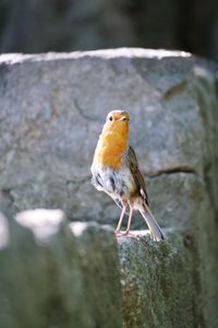 Close-up of bird perching on leaf