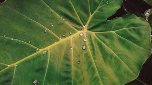 Full frame shot of raindrops on leaves