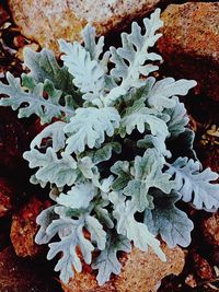 High angle view of leaves