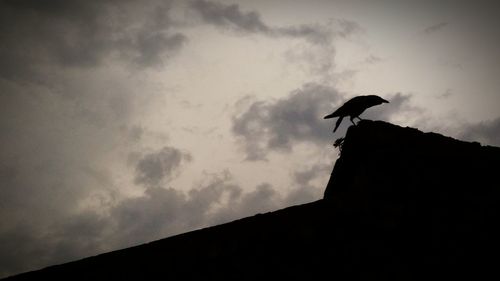 Low angle view of birds against sky