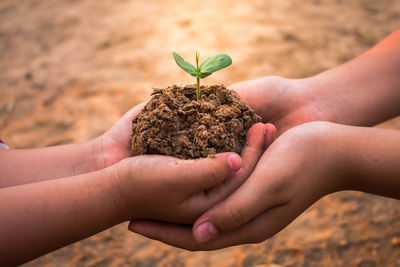 Close-up of hand giving plant to women