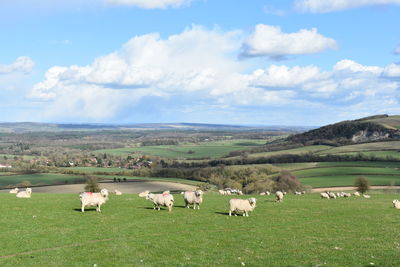 Cows grazing in a field