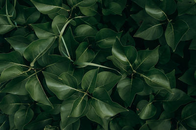 Full frame shot of plants