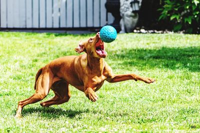 Dog sitting on grass